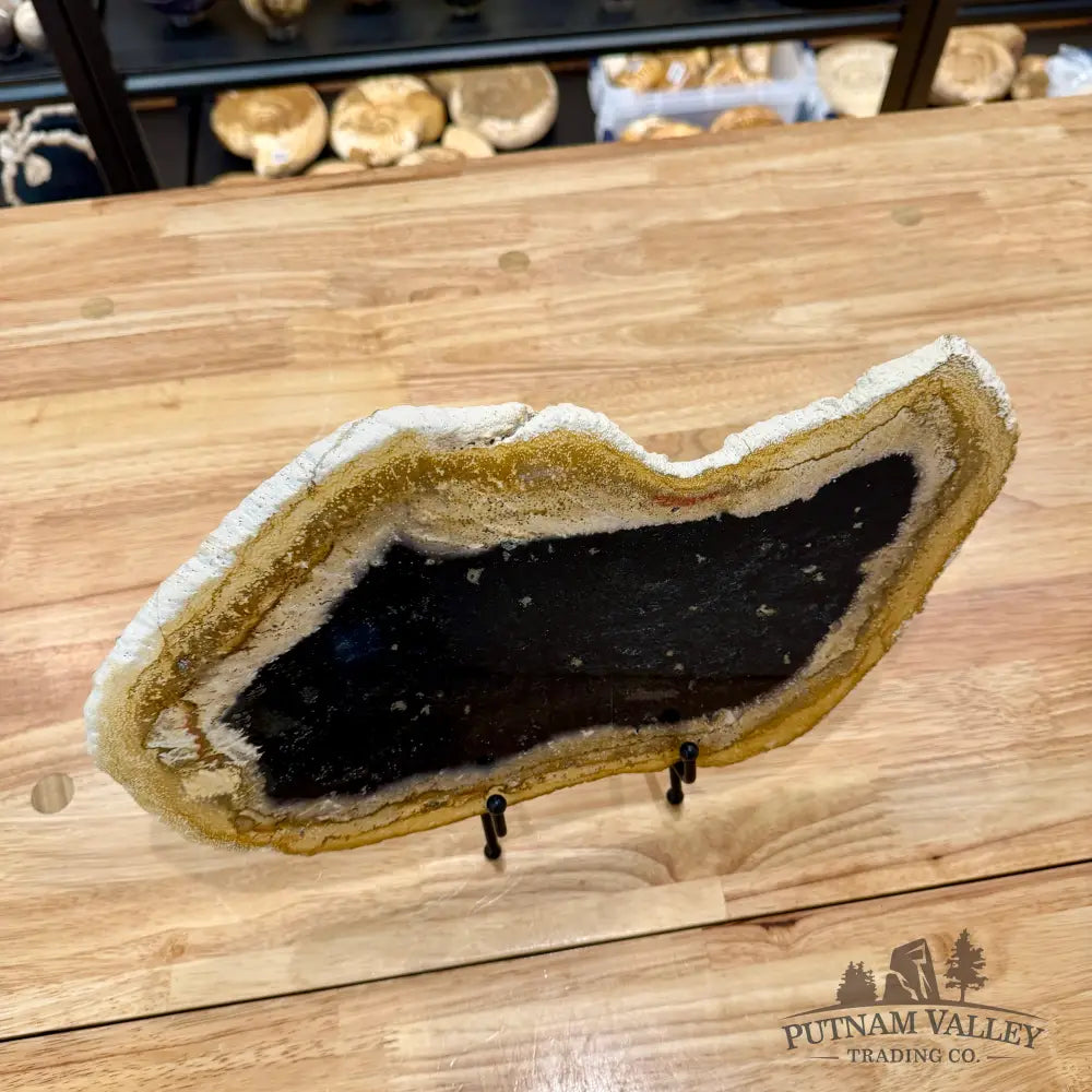 Indonesian Petrified Palmwood Slab 14.4’’ - Slab