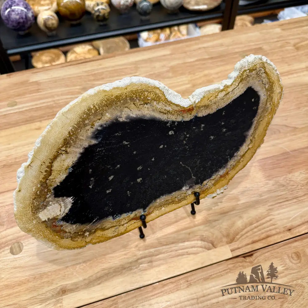 Reserve Indonesian Petrified Palmwood Slab 15’’ - Slab