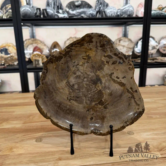 Reserve Indonesian Petrified Wood Plate Plate