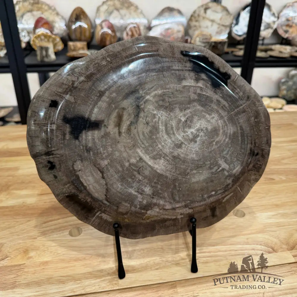 Reserve Indonesian Petrified Wood Plate Plate