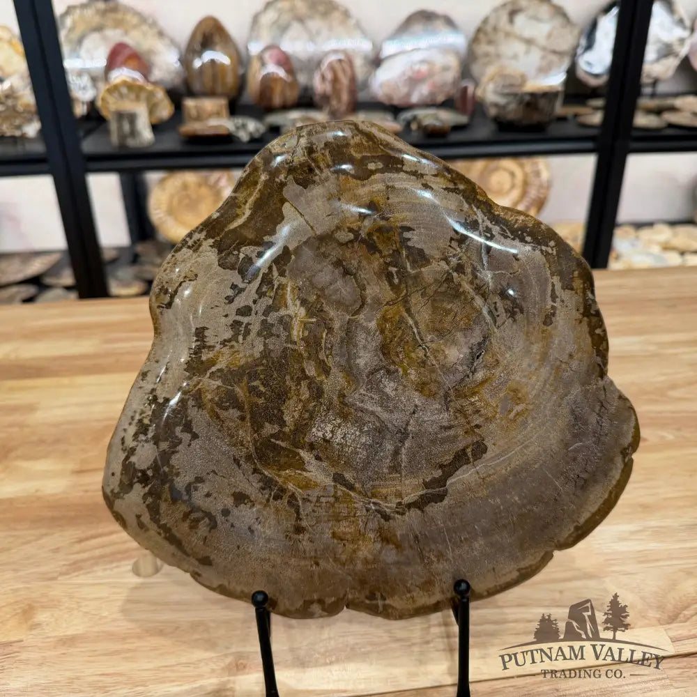 Reserve Indonesian Petrified Wood Plate Plate