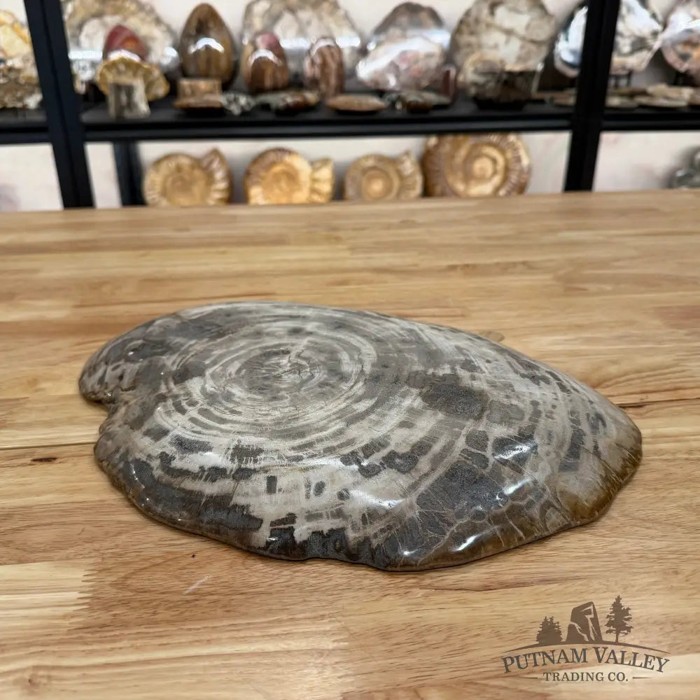 Reserve Indonesian Petrified Wood Plate Bowl