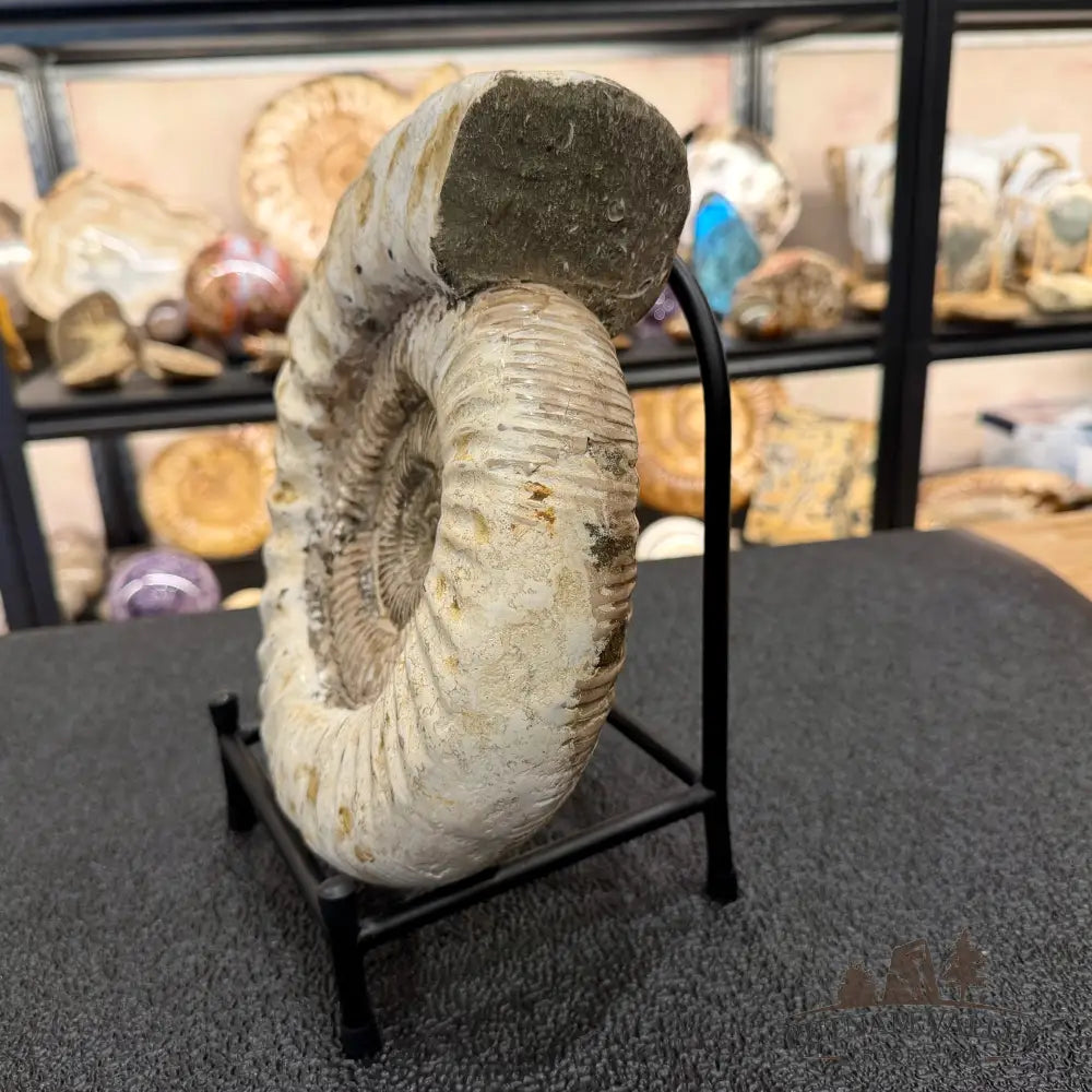 Reserve Iridescent Jurassic Ammonite Fossil 10.8’’ + Stand | Madagascar - Fossil Specimen