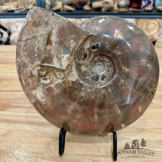 Reserve Iridescent Polished Ammonite 9.25’’ - Fossil Specimen