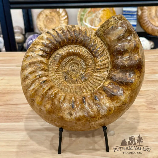 Reserve Jurassic Ammonite Fossil 10’’ - Fossil Specimen