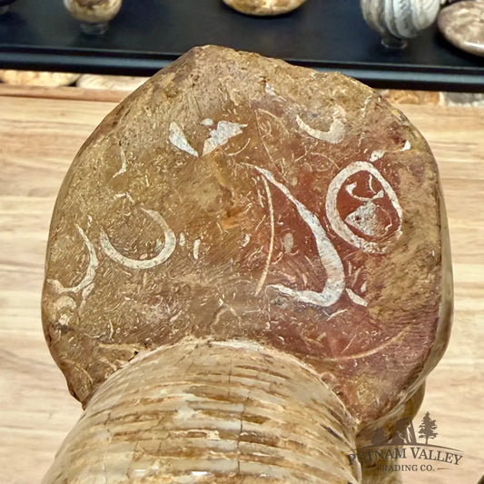 Reserve Jurassic Ammonite Fossil 11’’ - Fossil Specimen