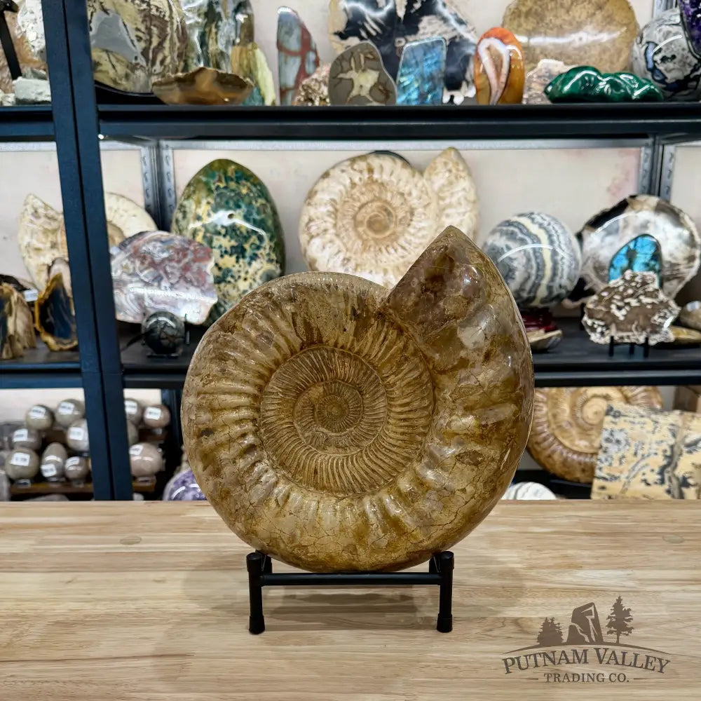 Reserve Jurassic Ammonite Fossil 11’’ - Fossil Specimen