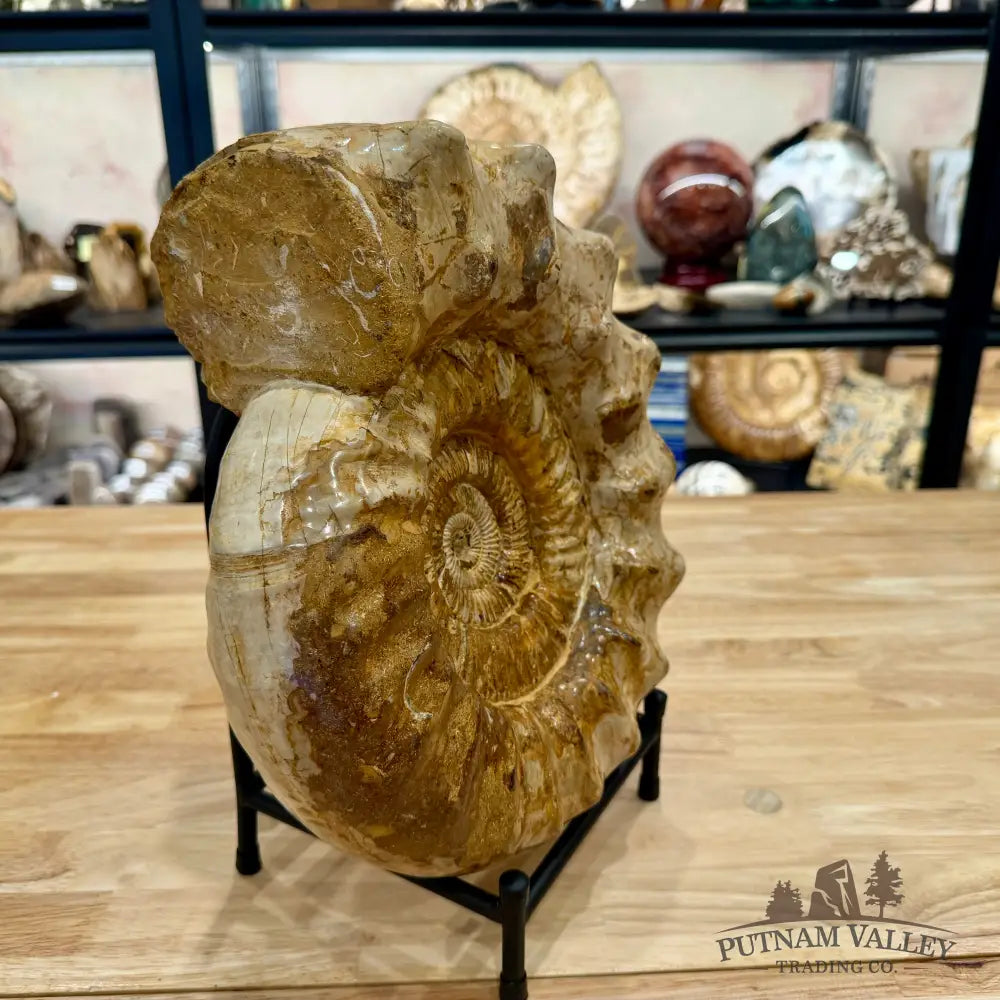 Reserve Jurassic Ammonite Fossil 12.25’’ + Stand - Fossil Specimen