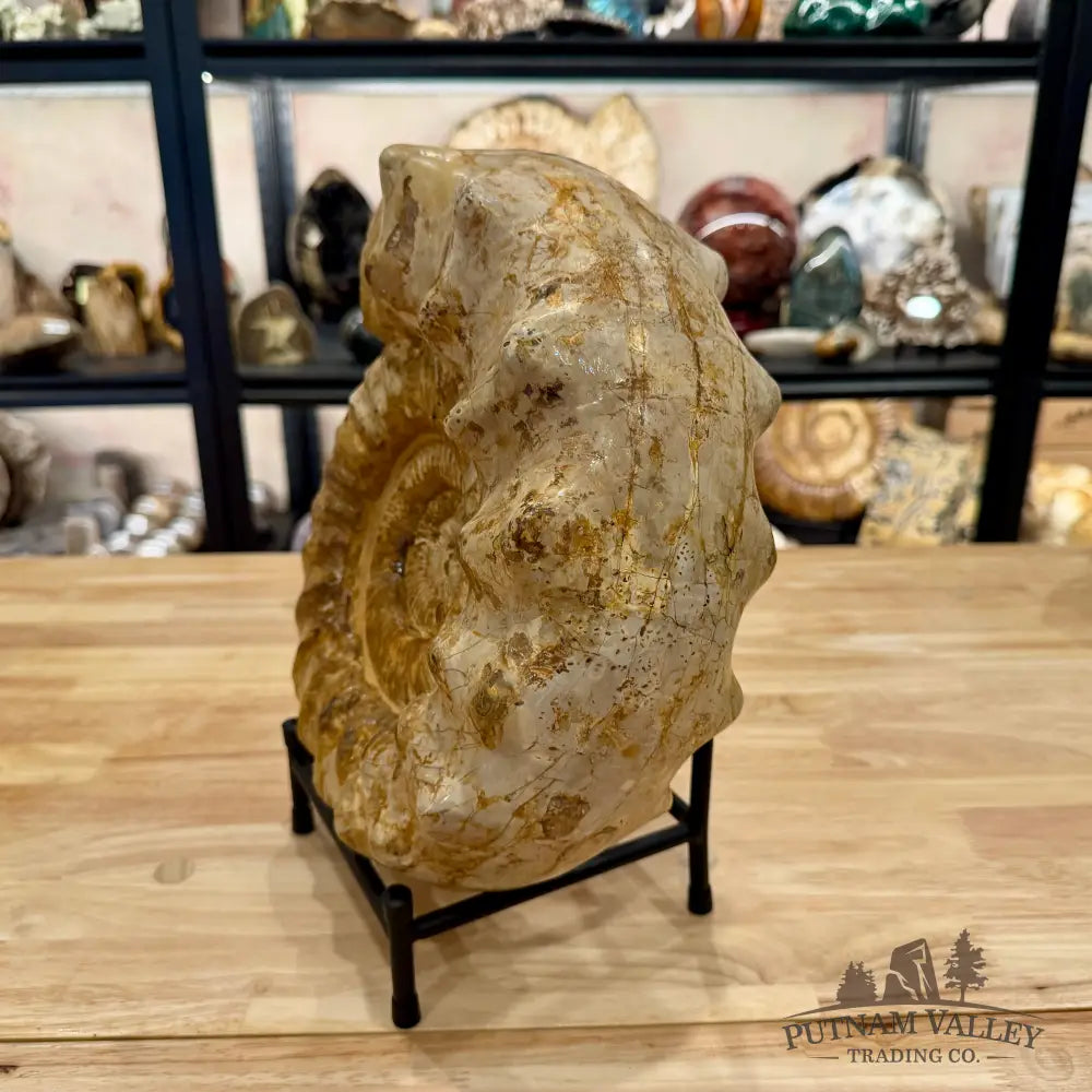 Reserve Jurassic Ammonite Fossil 12.25’’ + Stand - Fossil Specimen