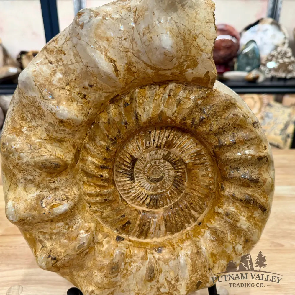 Reserve Jurassic Ammonite Fossil 12.25’’ + Stand - Fossil Specimen