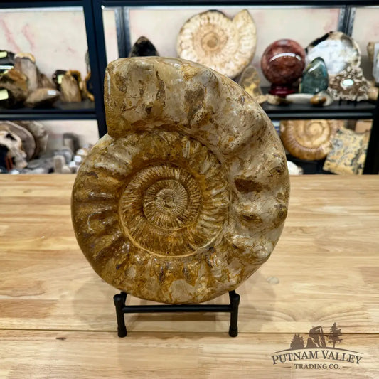 Reserve Jurassic Ammonite Fossil 12.25’’ + Stand - Fossil Specimen