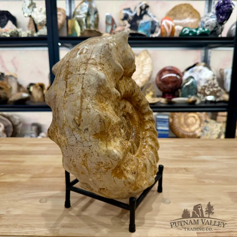Reserve Jurassic Ammonite Fossil 12.25’’ + Stand - Fossil Specimen