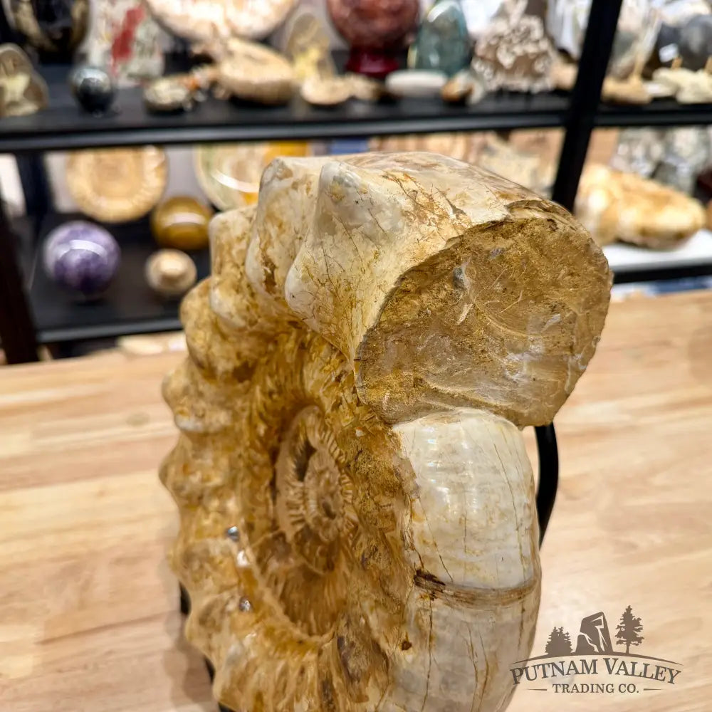 Reserve Jurassic Ammonite Fossil 12.25’’ + Stand - Fossil Specimen
