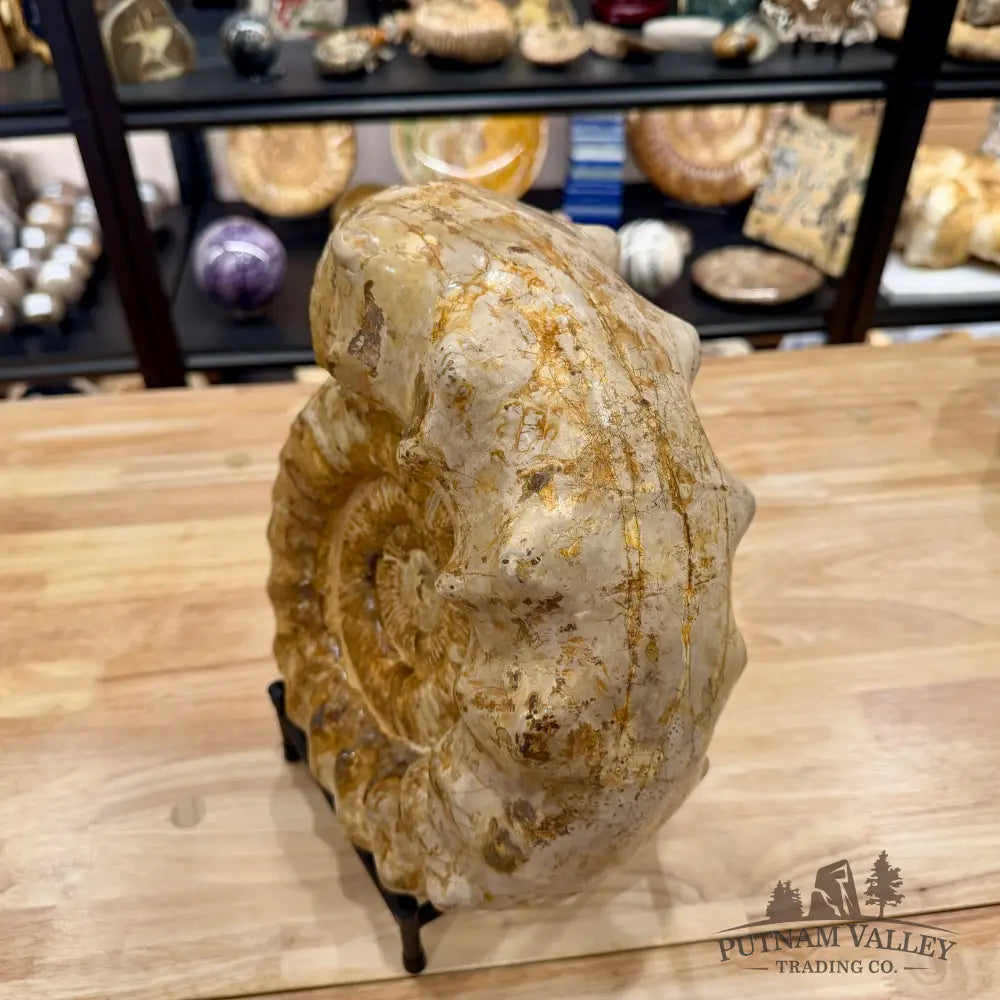 Reserve Jurassic Ammonite Fossil 12.25’’ + Stand - Fossil Specimen