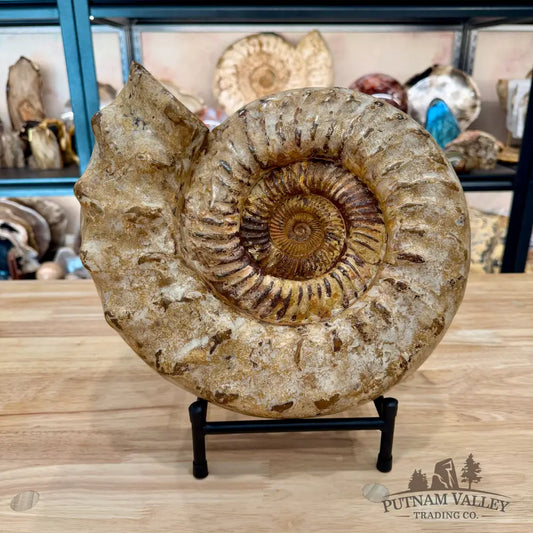 Reserve Jurassic Ammonite Fossil 12.5’’ | 20.34lb - Fossil Specimen