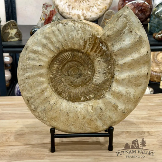 Reserve Jurassic Ammonite Fossil 13.3’’ + Stand - Fossil Specimen