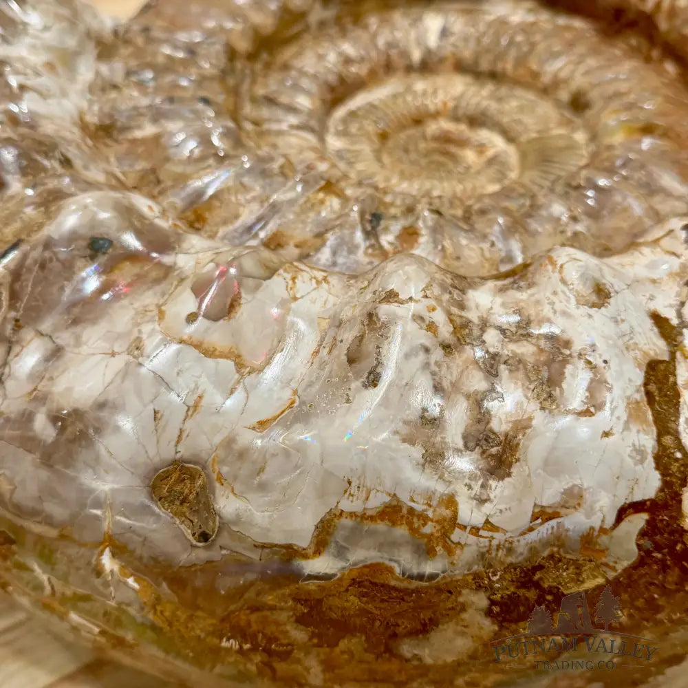 Reserve Jurassic Ammonite Fossil 15.75’’ - Fossil Specimen