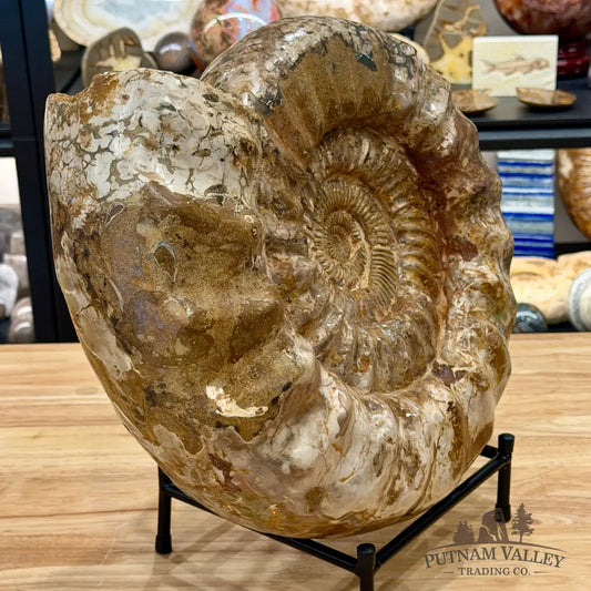 Reserve Jurassic Ammonite Fossil 15.75’’ - Fossil Specimen