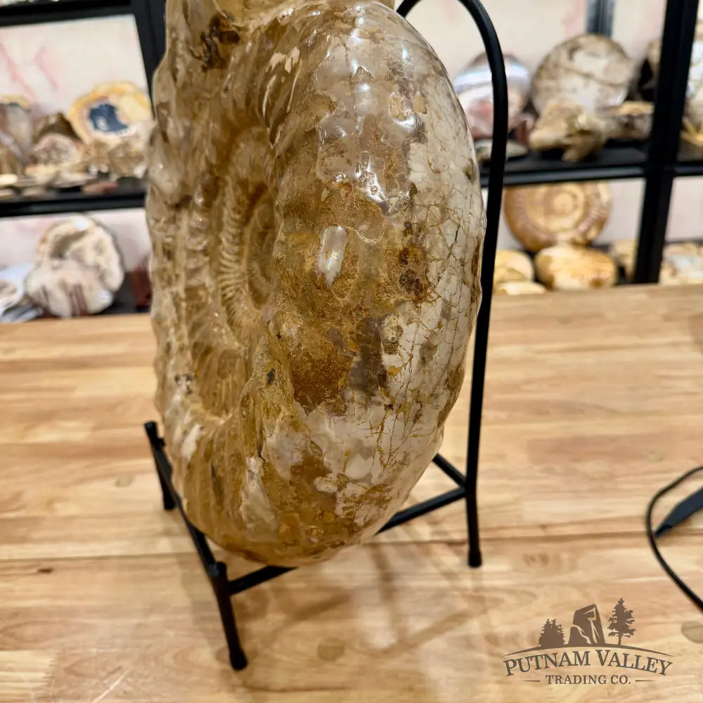 Reserve Jurassic Ammonite Fossil 18’’ Fossil Specimen