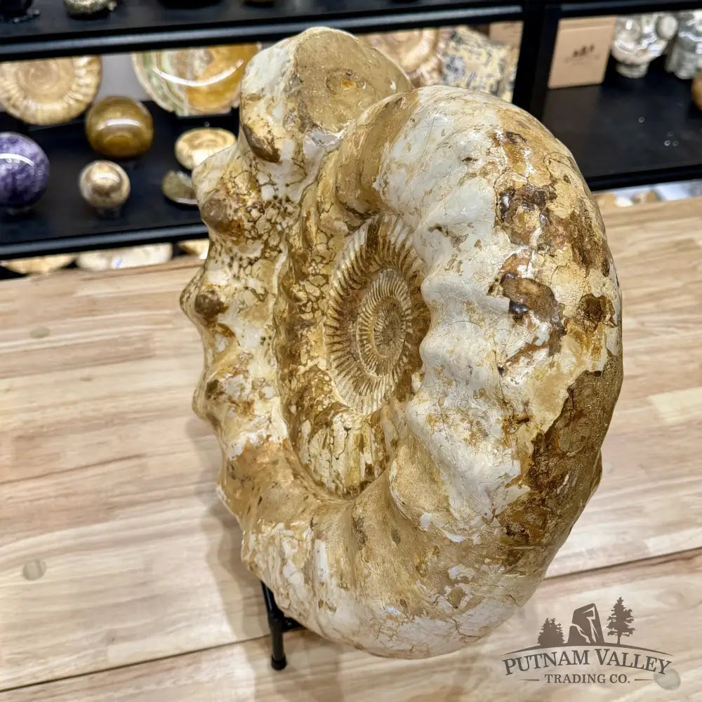 Reserve Jurassic Ammonite Fossil 18’’ | 51.7lb - Fossil Specimen