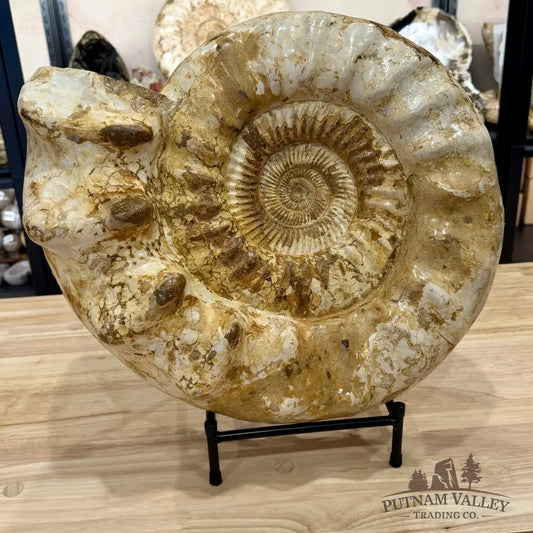 Reserve Jurassic Ammonite Fossil 18’’ | 51.7lb - Fossil Specimen