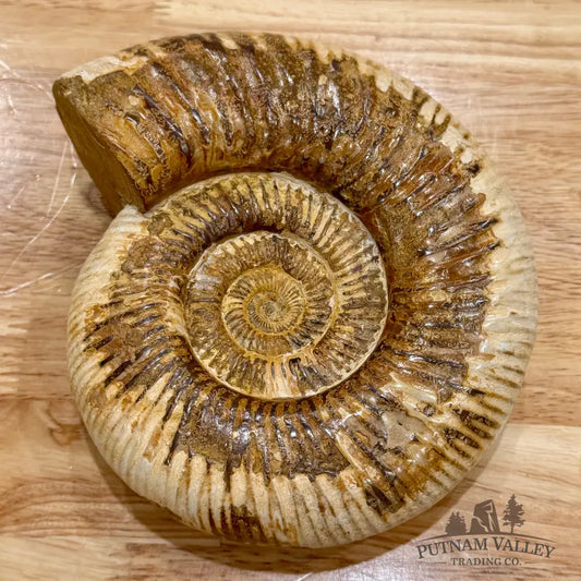 Reserve Jurassic Ammonite Fossil 6.5’’ Fossil Specimen
