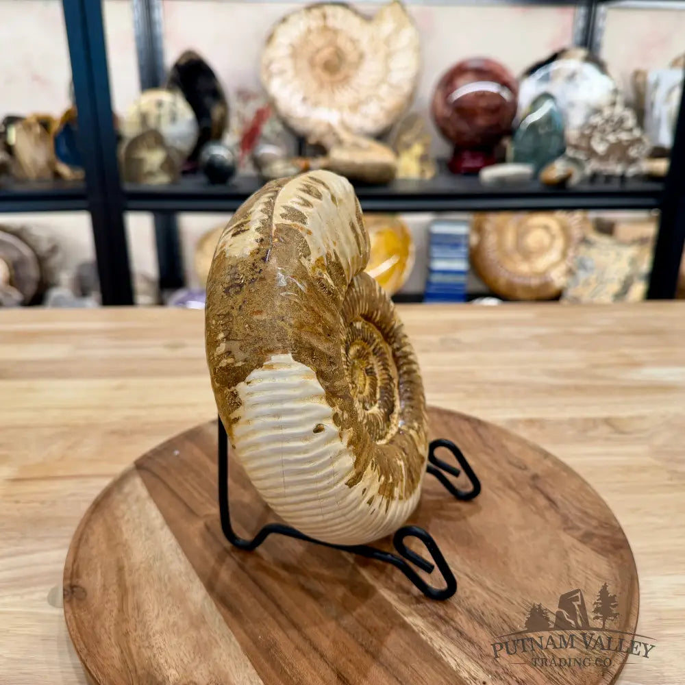 Reserve Jurassic Ammonite Fossil 6.96’’ - Fossil Specimen