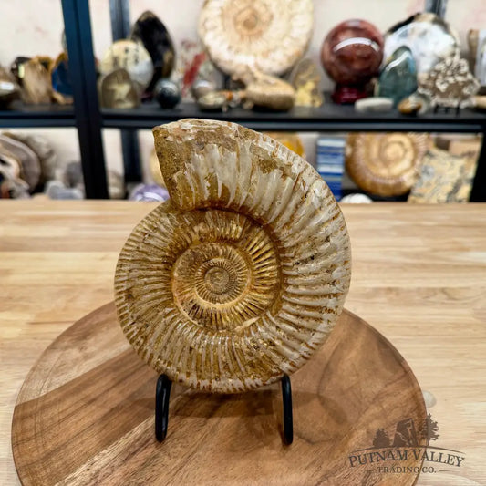 Reserve Jurassic Ammonite Fossil 7.19’’ - Fossil Specimen