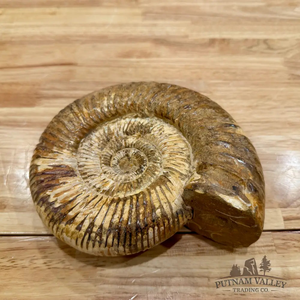 Reserve Jurassic Ammonite Fossil 7.35’’ - Fossil Specimen