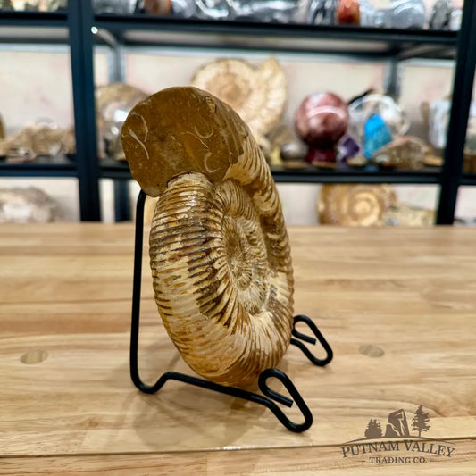 Reserve Jurassic Ammonite Fossil 7.35’’ - Fossil Specimen