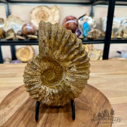 Reserve Jurassic Ammonite Fossil 7.86’’ | Madagascar - Fossil Specimen