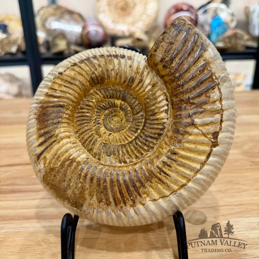 Reserve Jurassic Ammonite Fossil 7’’ Fossil Specimen