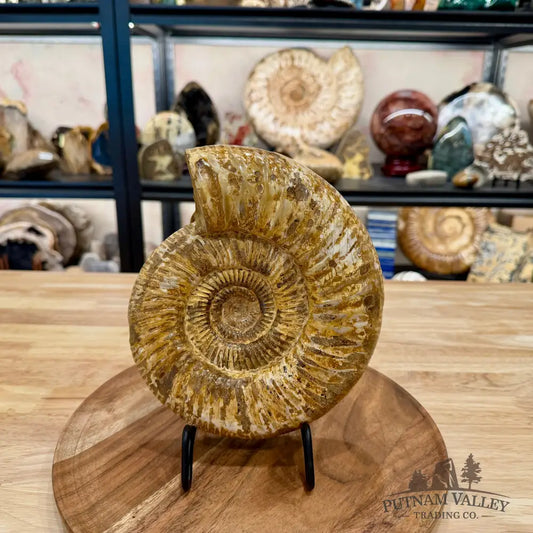 Reserve Jurassic Ammonite Fossil ? - Fossil Specimen