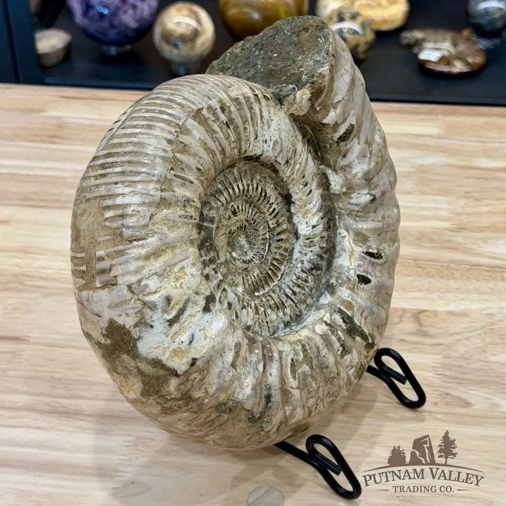 Reserve Jurassic Ammonite Fossil 9’’ - Fossil Specimen