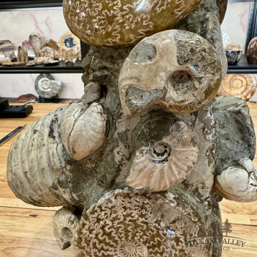 Large Moroccan Ammonite Cluster Sculpture 15’’ Fossil Sculpture