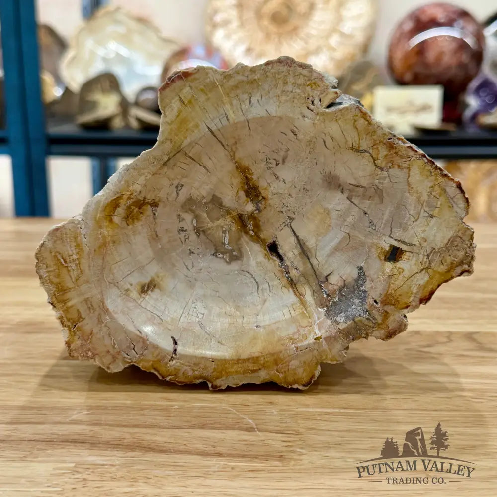 Reserve Madagascar Petrified Wood Rustic Bowl 6.5’’ - Bowl
