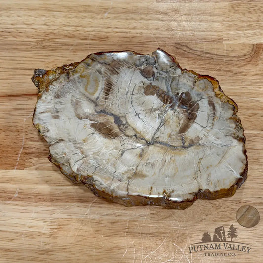 Reserve Madagascar Petrified Wood Rustic Bowl 7.77’’ - Bowl