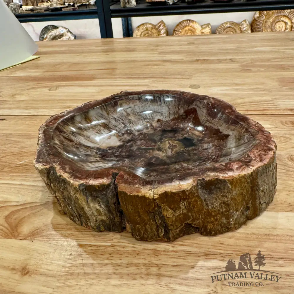 Reserve Madagascar Petrified Wood Rustic Bowl 9’’ Bowl