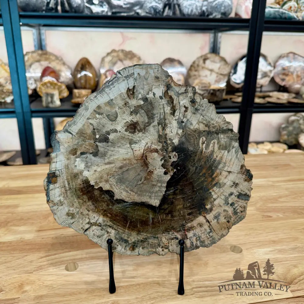 Madagascar Petrified Wood Slab 11.4’’ Slab