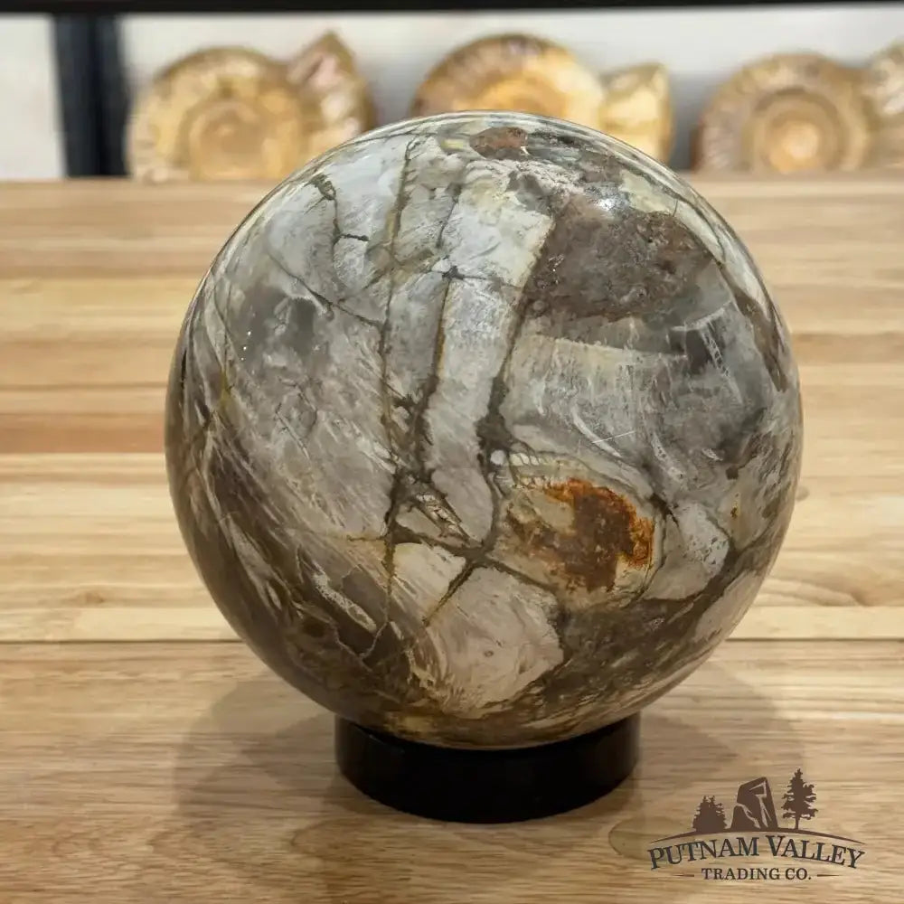 Reserve Petrified Wood Sphere 5.65" - Putnam Valley Trading Co.