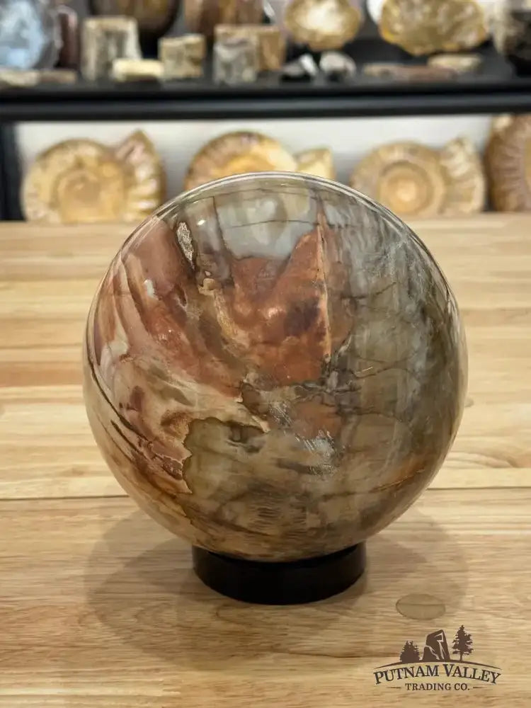 Reserve Petrified Wood Sphere 6.05" - Putnam Valley Trading Co.