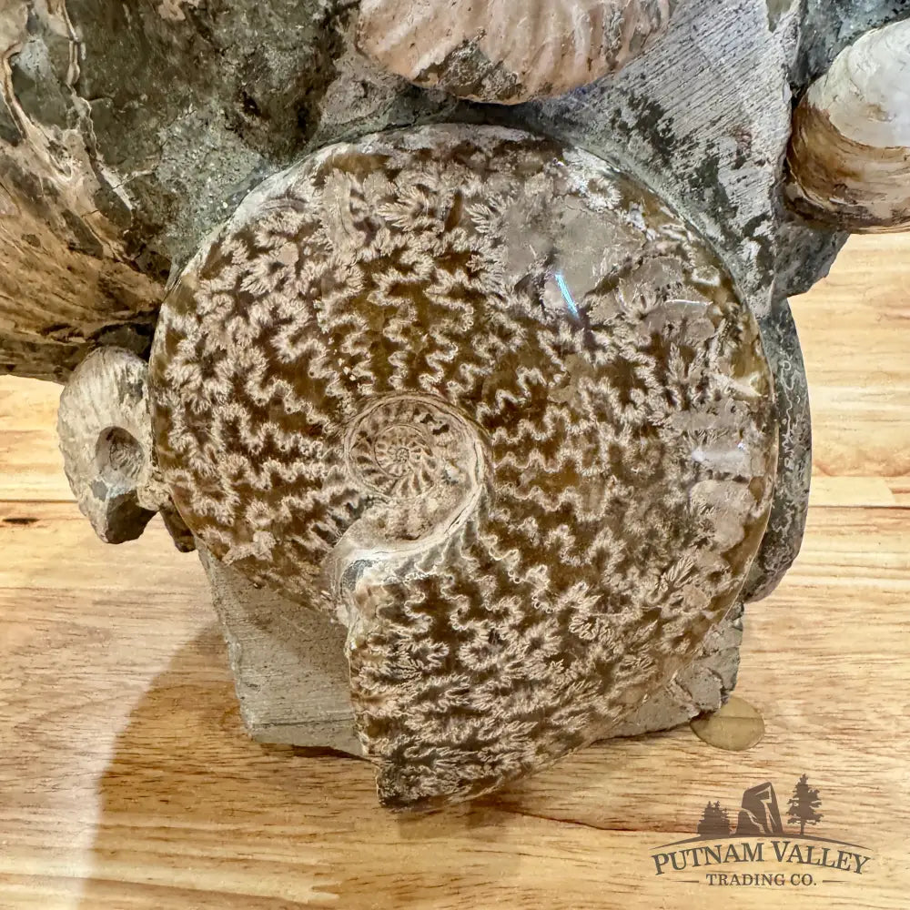 Large Moroccan Ammonite Cluster Sculpture 15’’ Fossil Sculpture