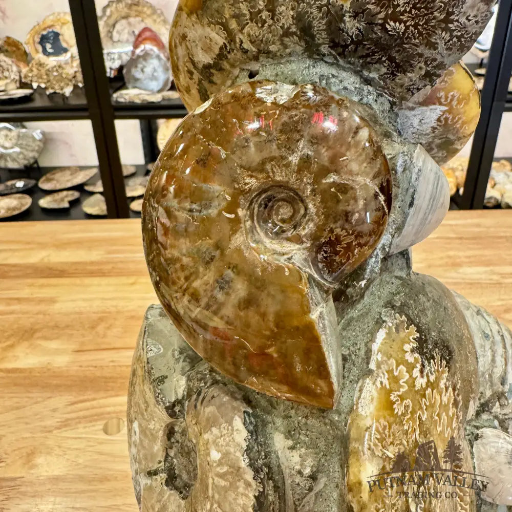 Large Moroccan Ammonite Cluster Sculpture 15’’ Fossil Sculpture