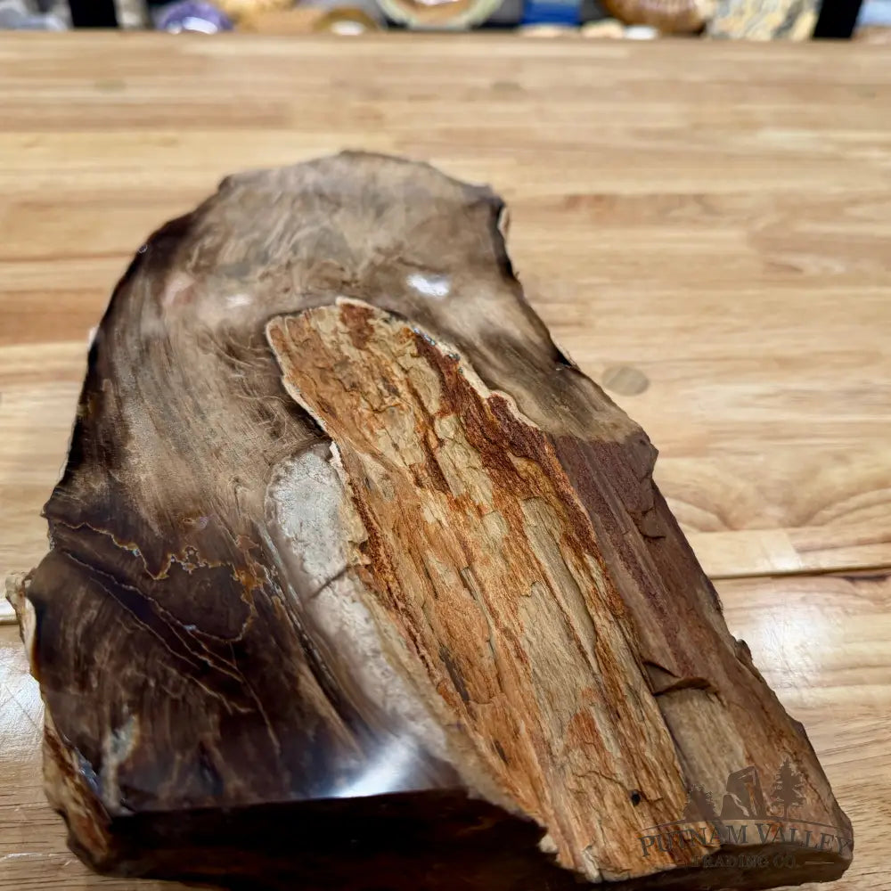 Reserve Oregon Petrified Wood Table Accent 13.5’’ - Sculpture
