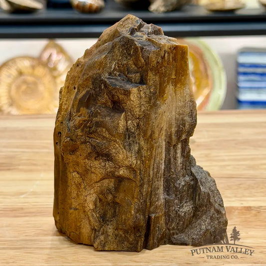 Reserve Oregon Petrified Wood Table Accent 5.3’’ - Sculpture