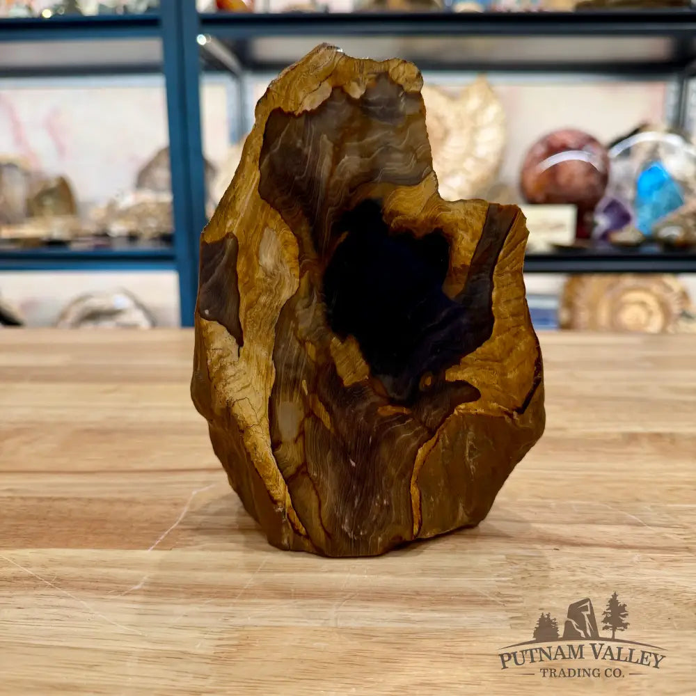 Reserve Oregon Petrified Wood Table Accent 7’’ - Sculpture