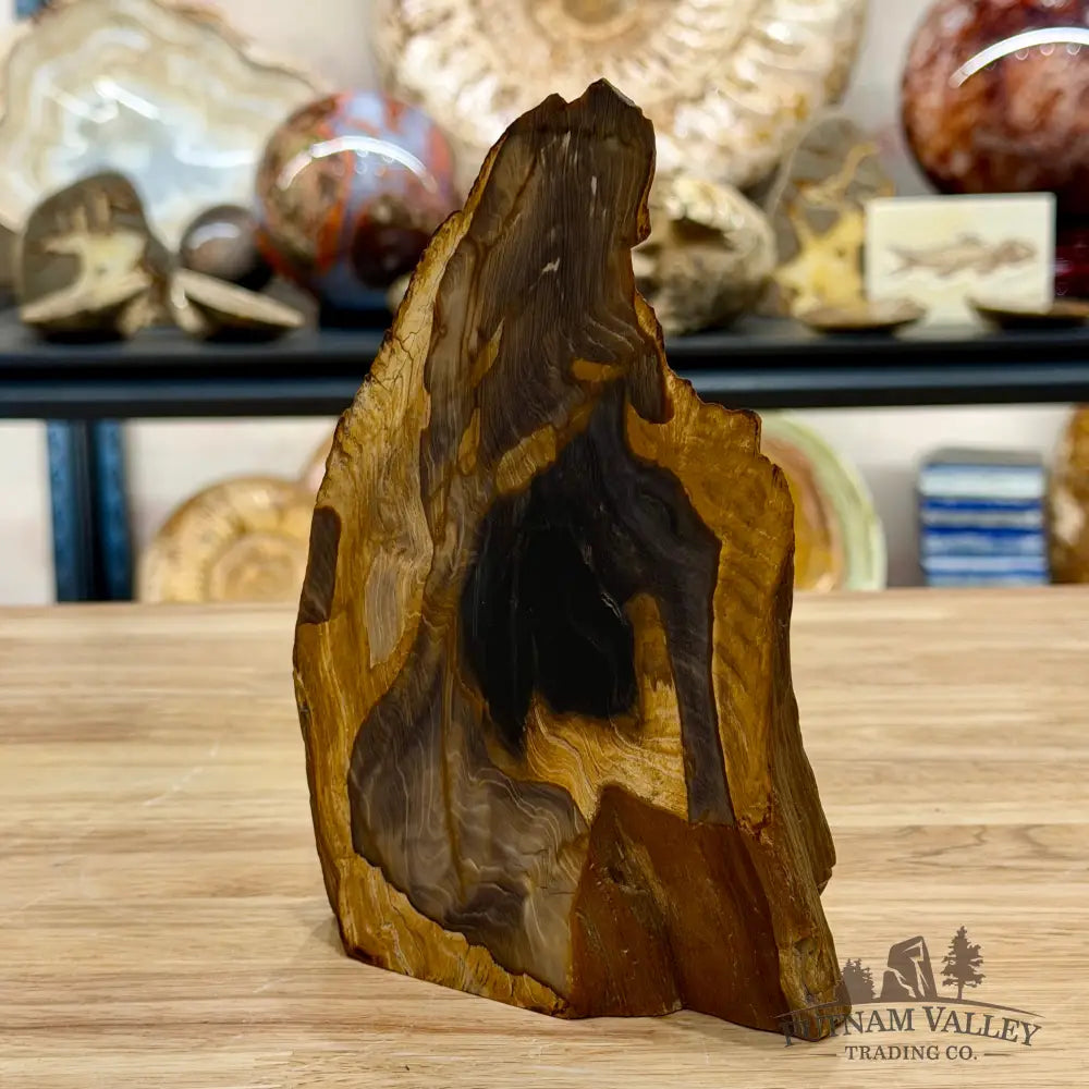 Reserve Oregon Petrified Wood Table Accent 7’’ - Sculpture