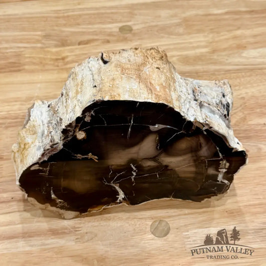 Reserve Oregon Petrified Wood Table Accent 8.75’’ - Sculpture