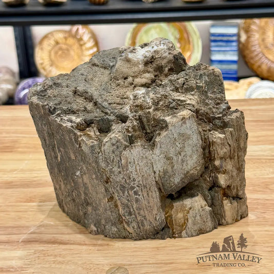 Reserve Oregon Petrified Wood Table Accent 8’’ - Sculpture