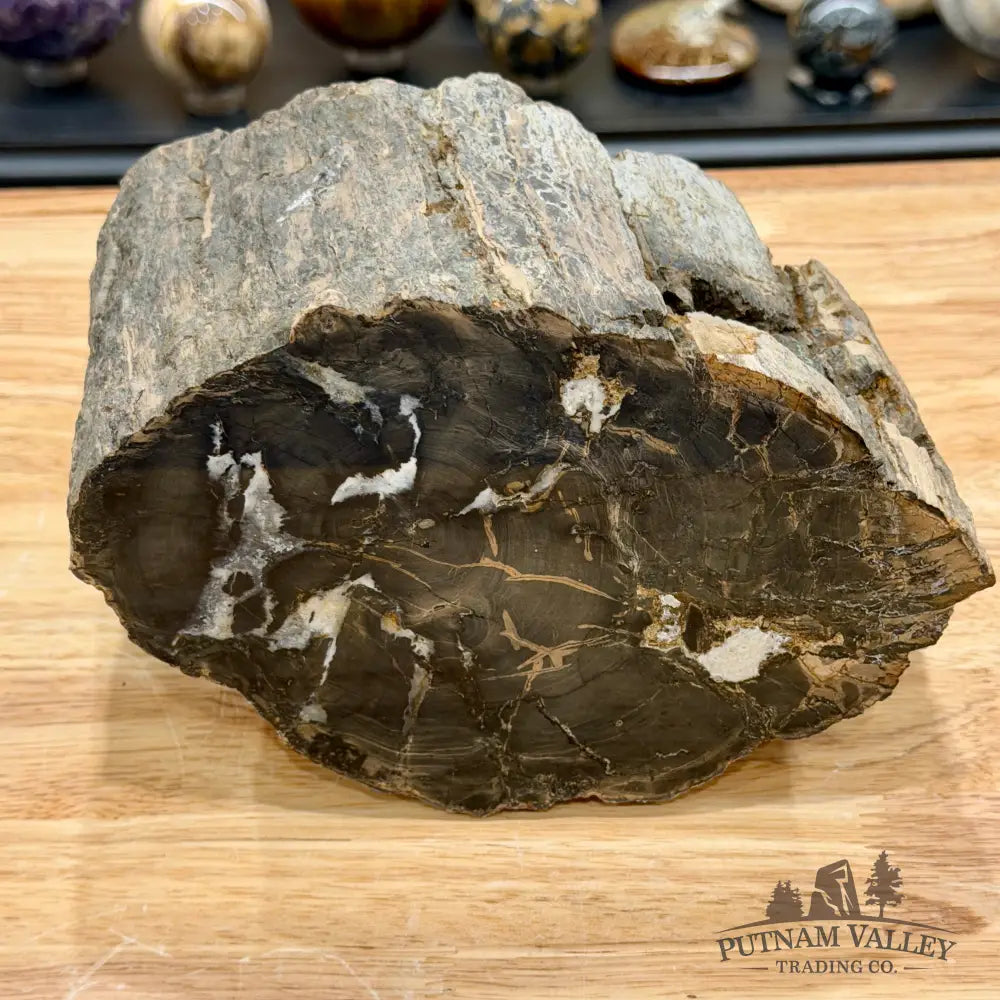 Reserve Oregon Petrified Wood Table Accent 8’’ - Sculpture
